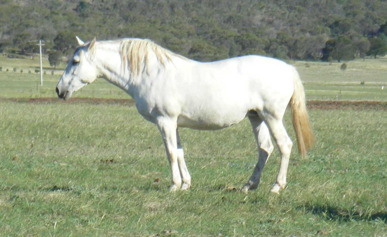 Bethungra Saltar
